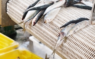Fish processing equipment